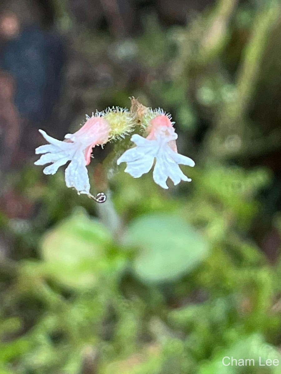 Cheirostylis flabellata (A.Rich.) Wight